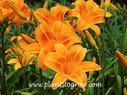 Day Lily Rocket City (Hemerocallis)
36 inches
bittersweet orange with burnt orange
extended bloom
mid July through early august
tetraploid, dormant